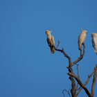 Sitzen drei Kakadus auf nem Baum...