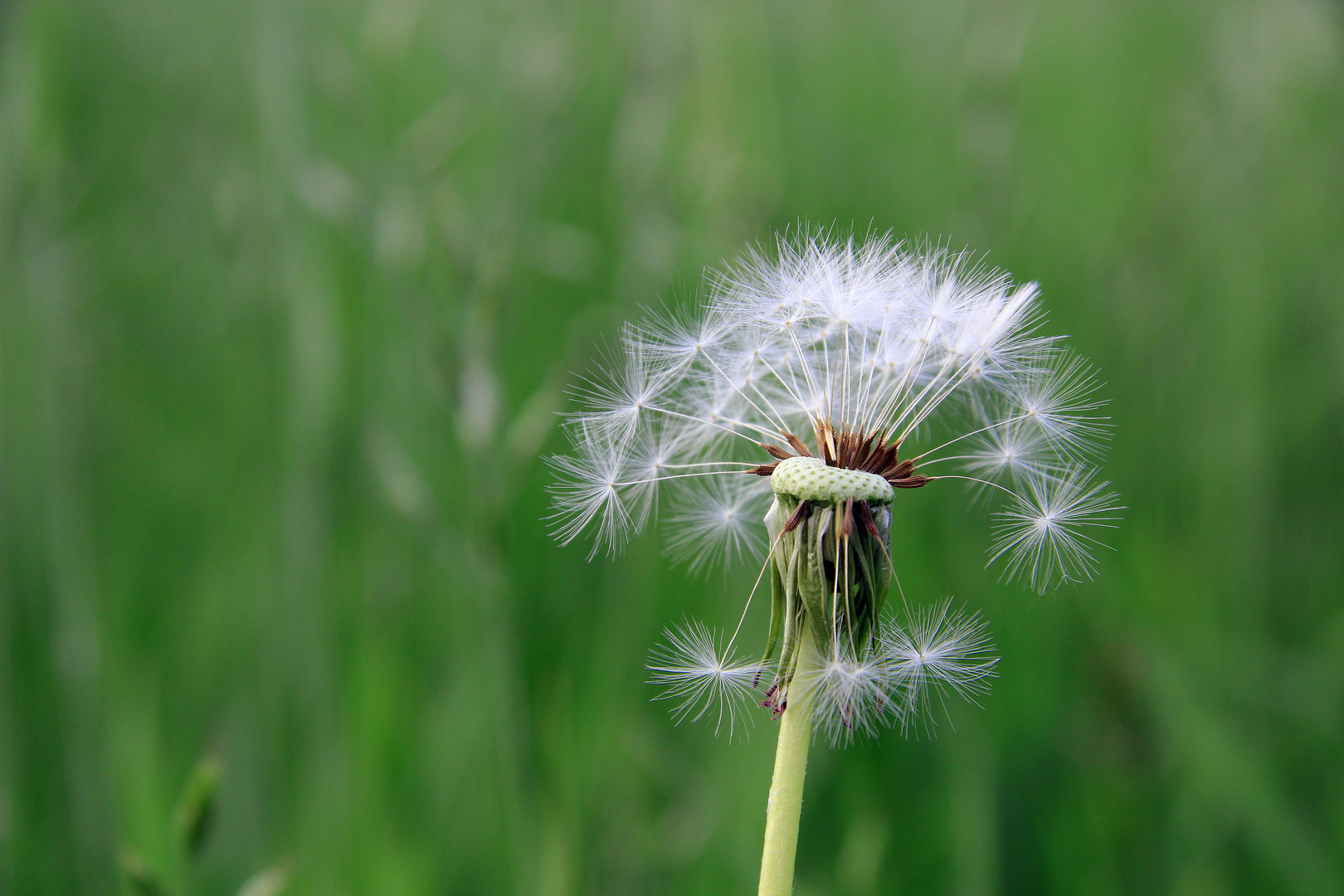 sitzen geblieben und los gelassen... Pusteblume