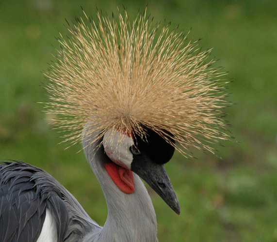 Sitzen meine Haare?