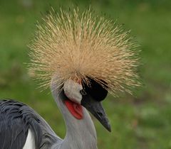 Sitzen meine Haare?