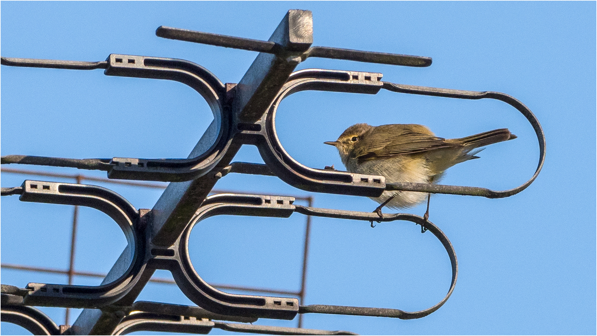 sitzend auf der Hausantenne  .....