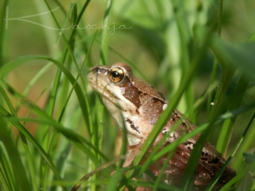 ~ Sitzend im Gras ~