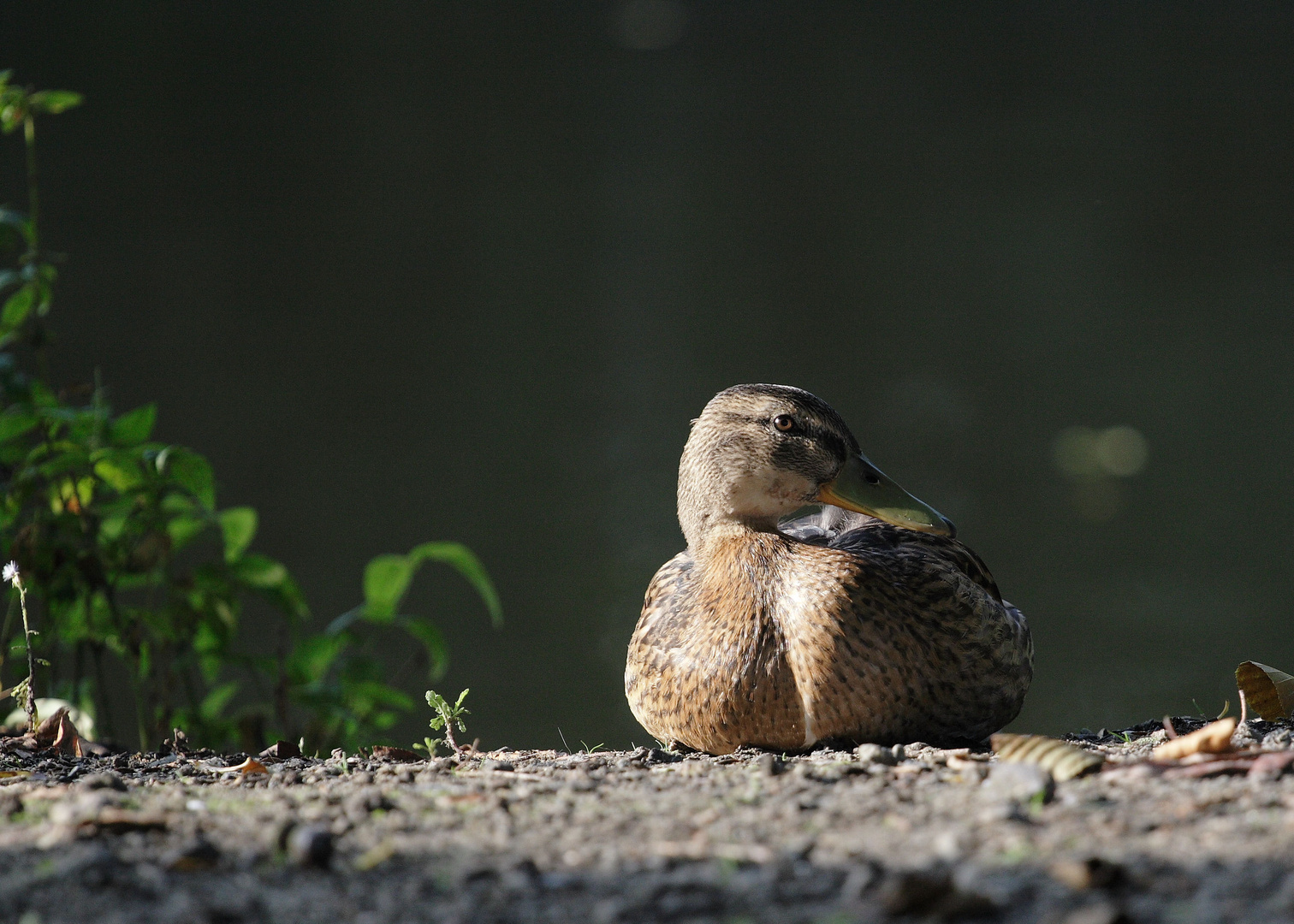 Sitzende Stockente