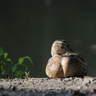 Sitzende Stockente