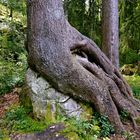 Sitzender Baum