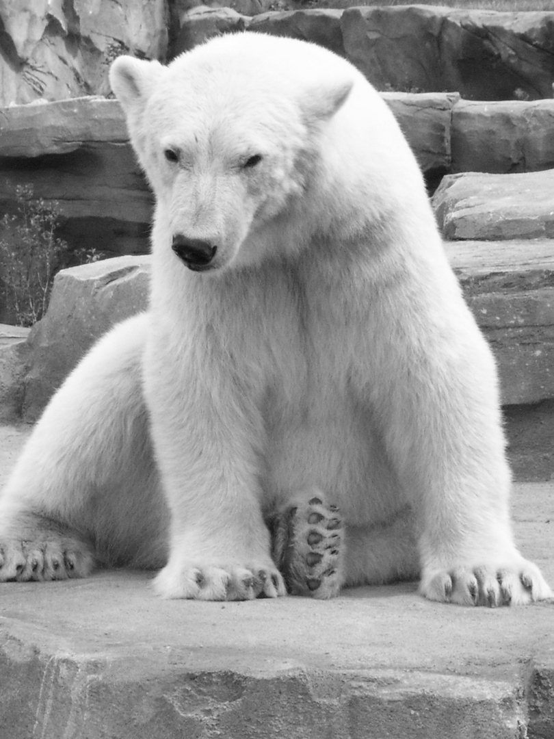 sitzender Eisbär