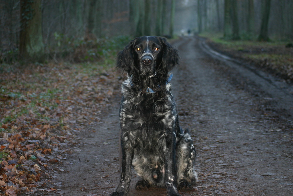 Sitzender Hund im Wald