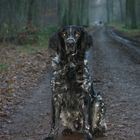 Sitzender Hund im Wald