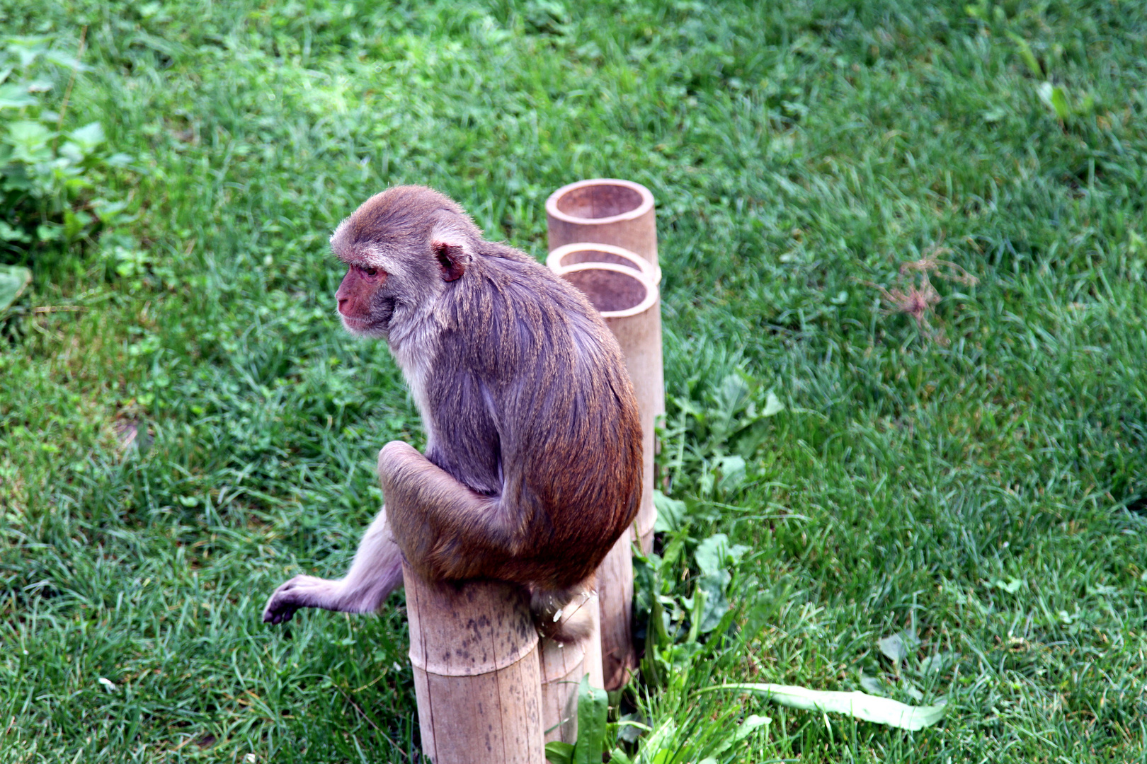 Sitzender niedlicher Affe auf einem Holzstamm im Zoo Heidelberg