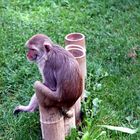 Sitzender niedlicher Affe auf einem Holzstamm im Zoo Heidelberg