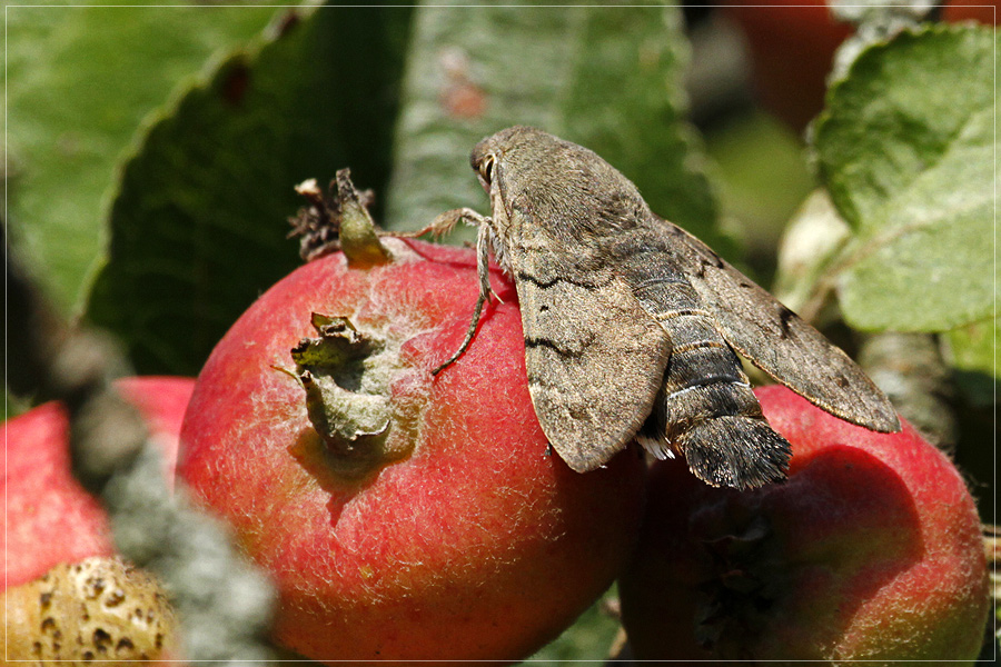 sitzendes Taubenschwänzchen