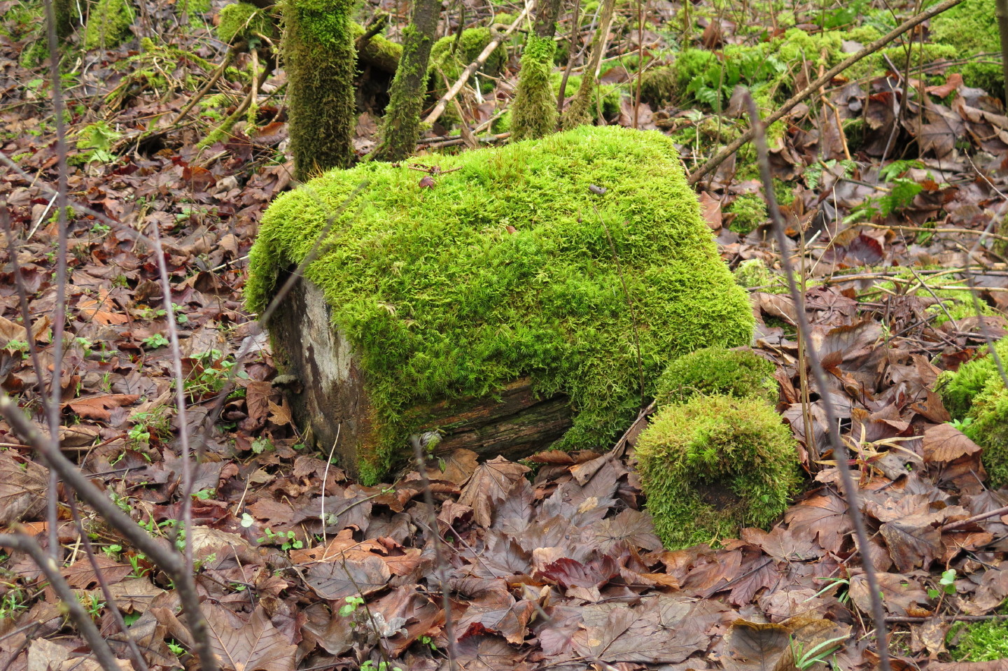 Sitzmöbel im Thüringer Wald