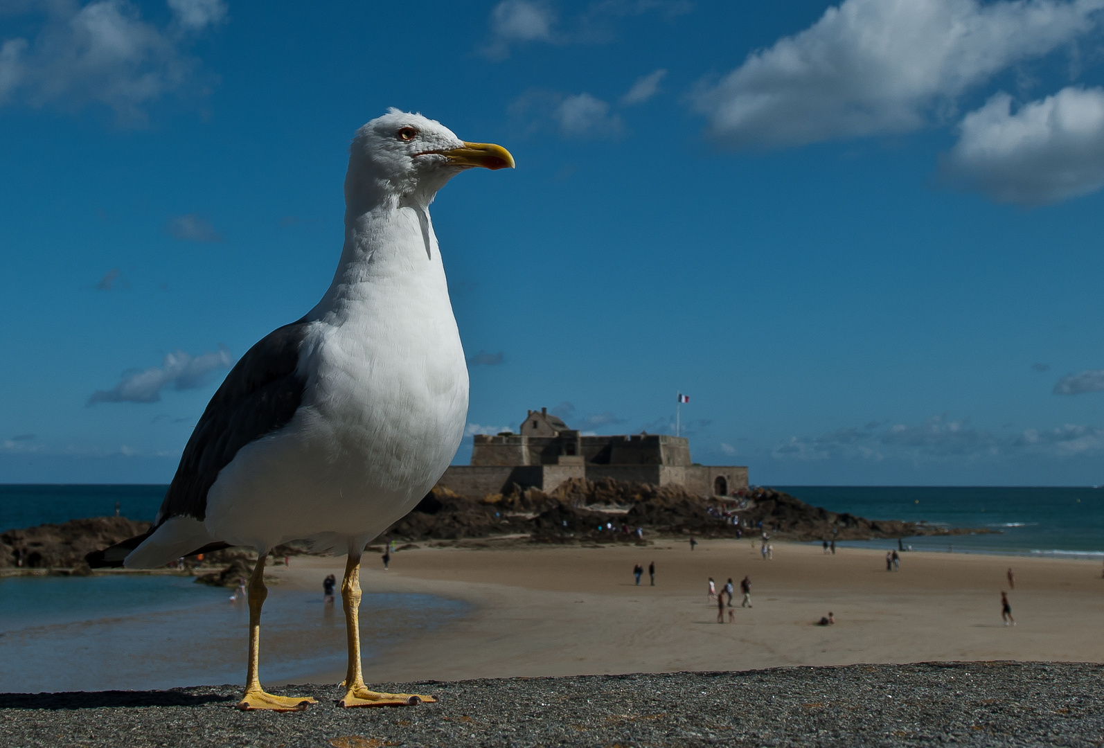 Sitzmöwe in St. Malo