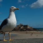 Sitzmöwe in St. Malo