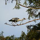 sitzt ein Graureiher im Baum