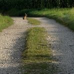 Sitzt ein Hase auf dem Weg