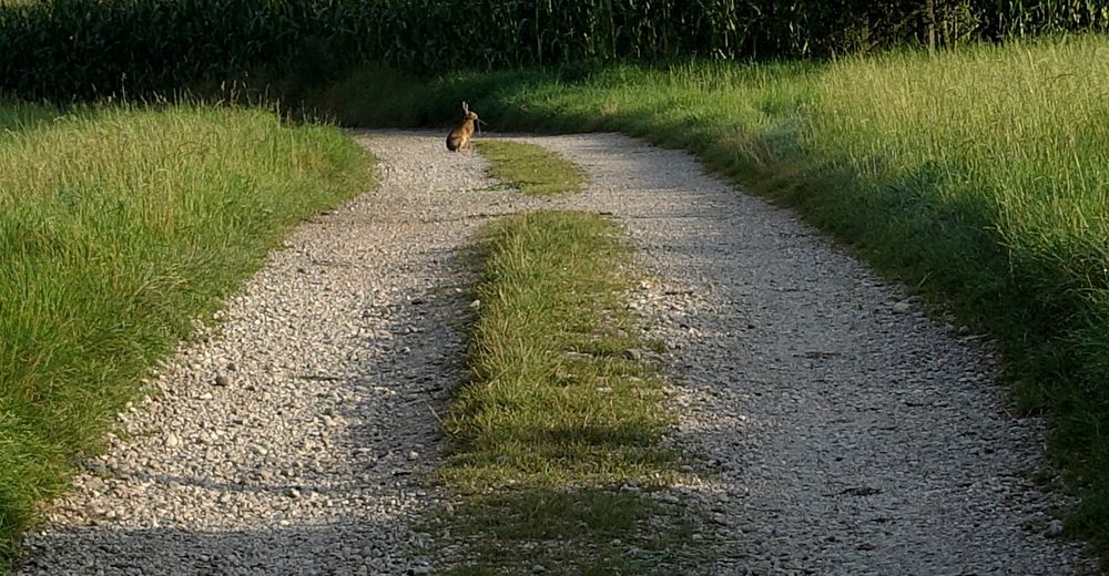Sitzt ein Hase auf dem Weg Foto &amp; Bild | weg, hase, natur Bilder auf ...