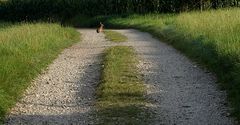 Sitzt ein Hase auf dem Weg