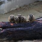 Sitzung - im Linzer Tiergarten