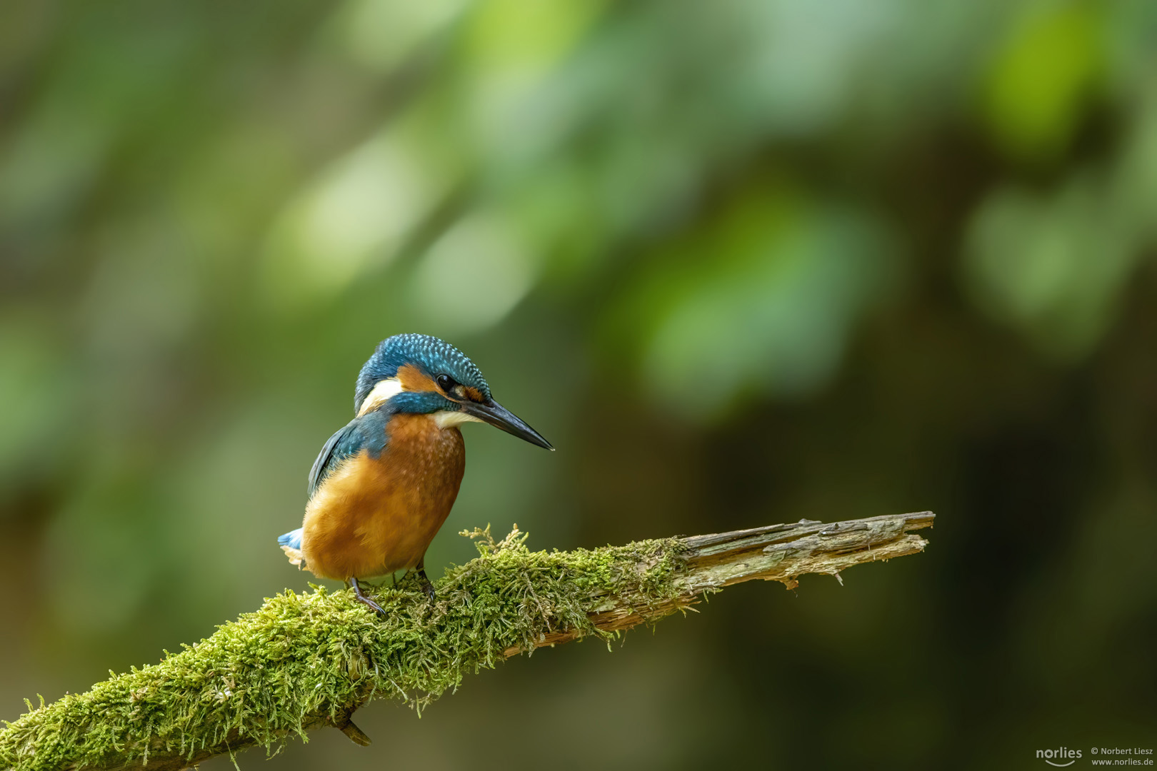 Sitzwarte mit Eisvogel