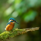 Sitzwarte mit Eisvogel