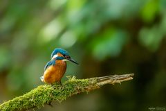 Sitzwarte mit Eisvogel