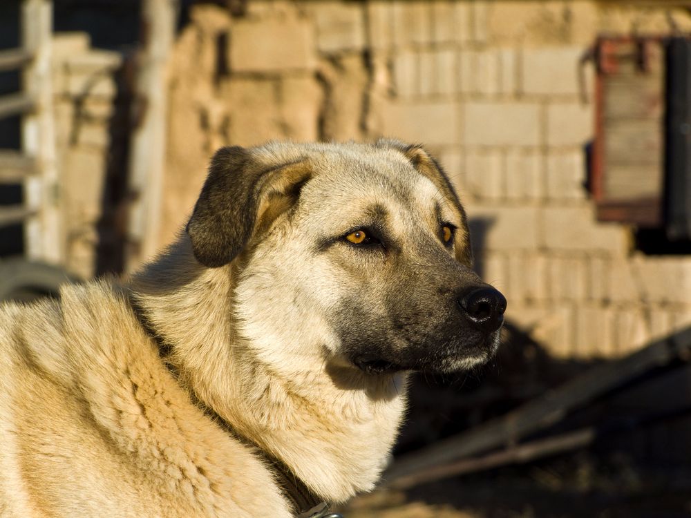 Sivas Kangal Foto & Bild tiere, natur Bilder auf