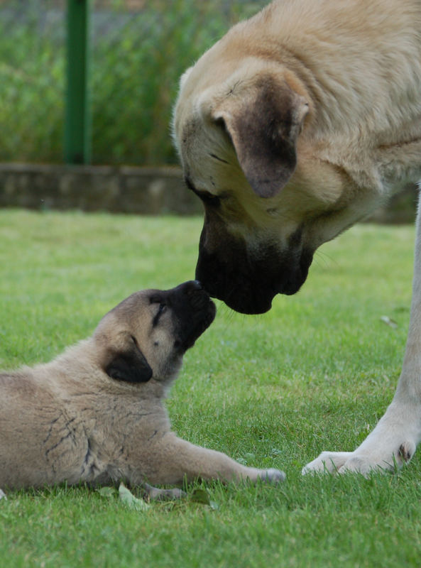 Sivas Kangal, Wenn der Vater mit dem Sohne