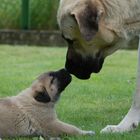 Sivas Kangal, Wenn der Vater mit dem Sohne