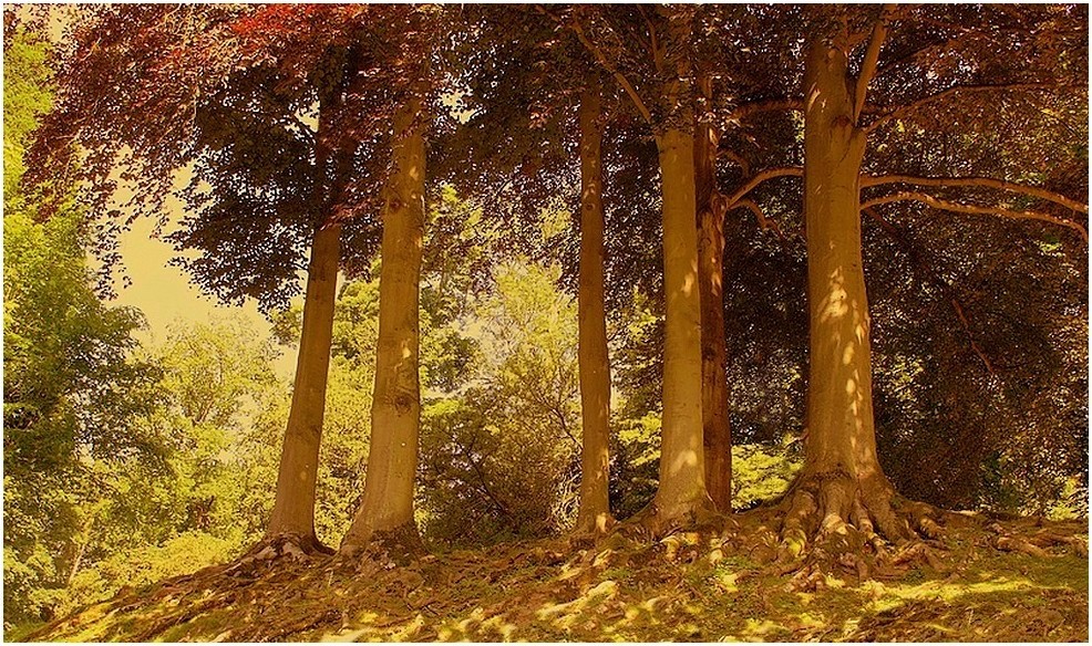 Six arbres d'automne