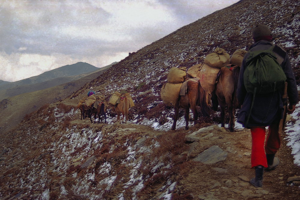 Six horses are carrying all our trecking equipment