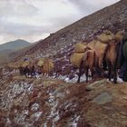 Six horses are carrying all our trecking equipment
