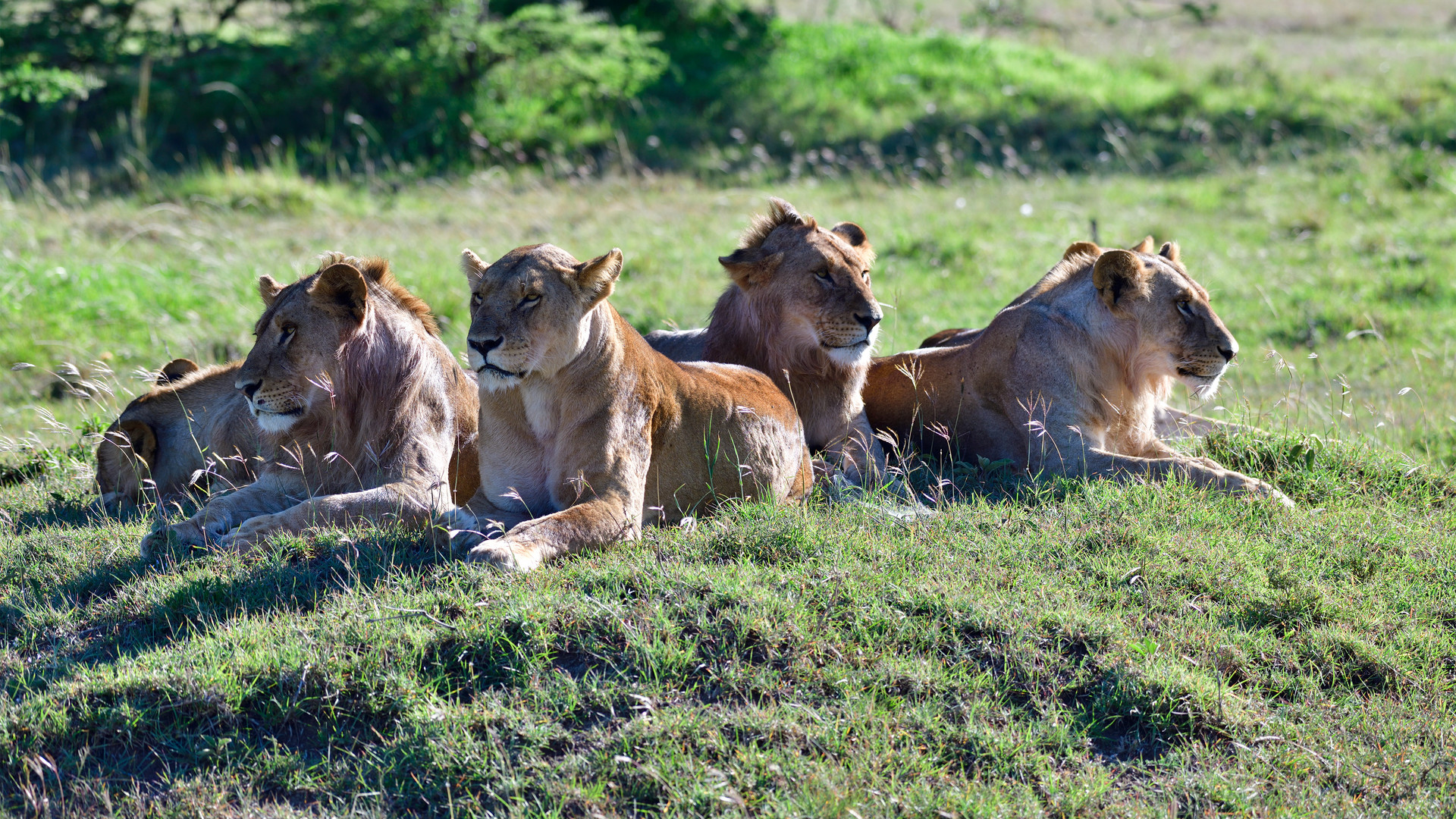 Six lions