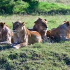 Six lions