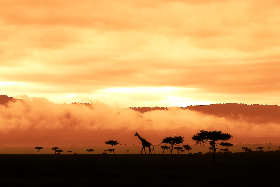 six o´clock in Kenya (Masai Mara) 2