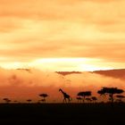 six o´clock in Kenya (Masai Mara) 2