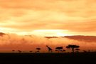 six o´clock in Kenya (Masai Mara) 2 von Stefan Grüßner