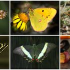 SIX OF MY BEST BUTTERFLIES