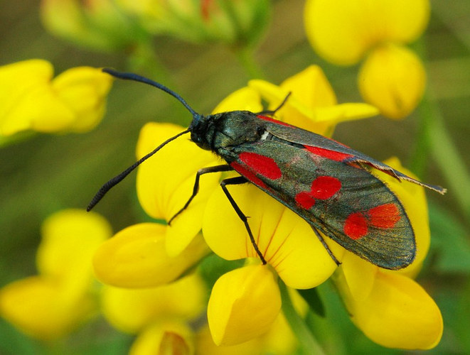 Six-spot Burnet