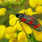 Six-spot Burnet