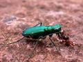 Six Spotted Tiger beetle killing an ant (Cicindela sexguttata) by Phil Penketh 