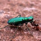 Six Spotted Tiger beetle killing an ant (Cicindela sexguttata)