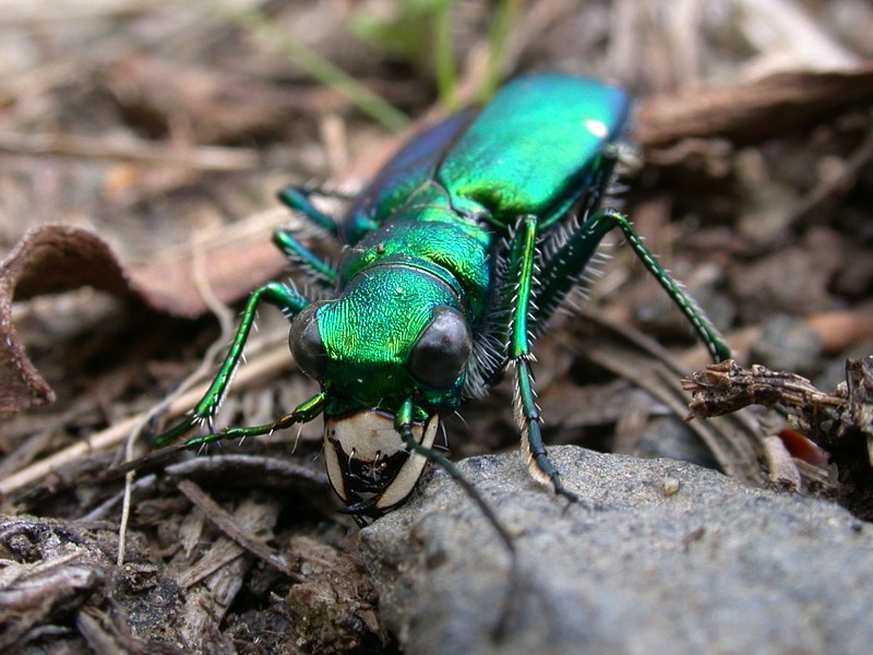 Six Spotted Tiger beetles (Cicindela sexguttata) Portrait