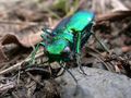 Six Spotted Tiger beetles (Cicindela sexguttata) Portrait by Phil Penketh 