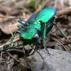 Six Spotted Tiger beetles (Cicindela sexguttata) Portrait