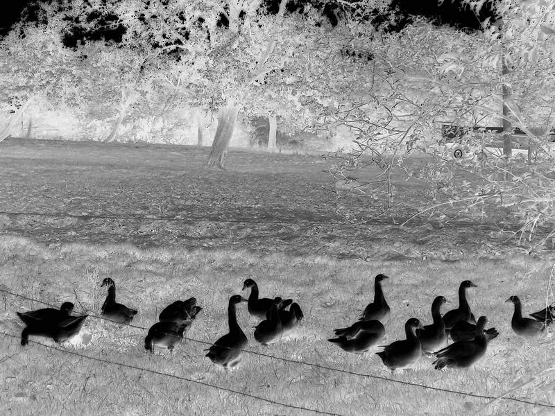 sixteen geese