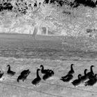 sixteen geese