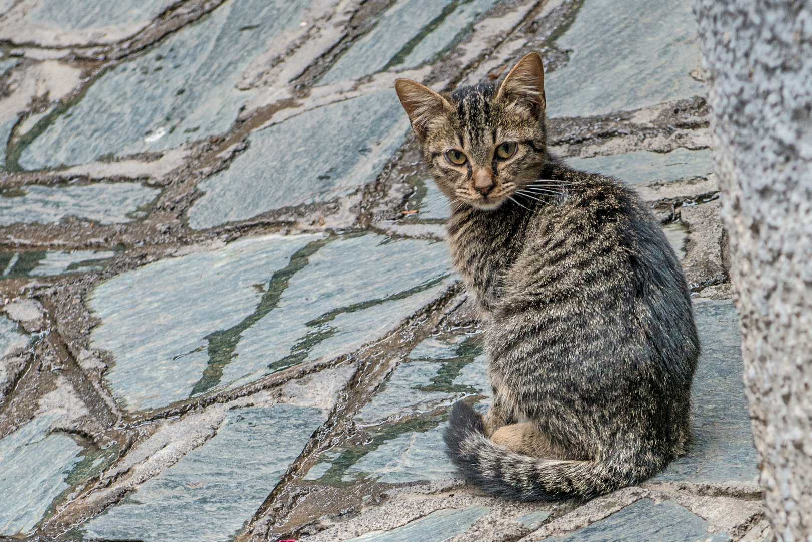 Sizilianische Miezekatze