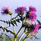 SIZILIANISCHE WILD-DISTEL