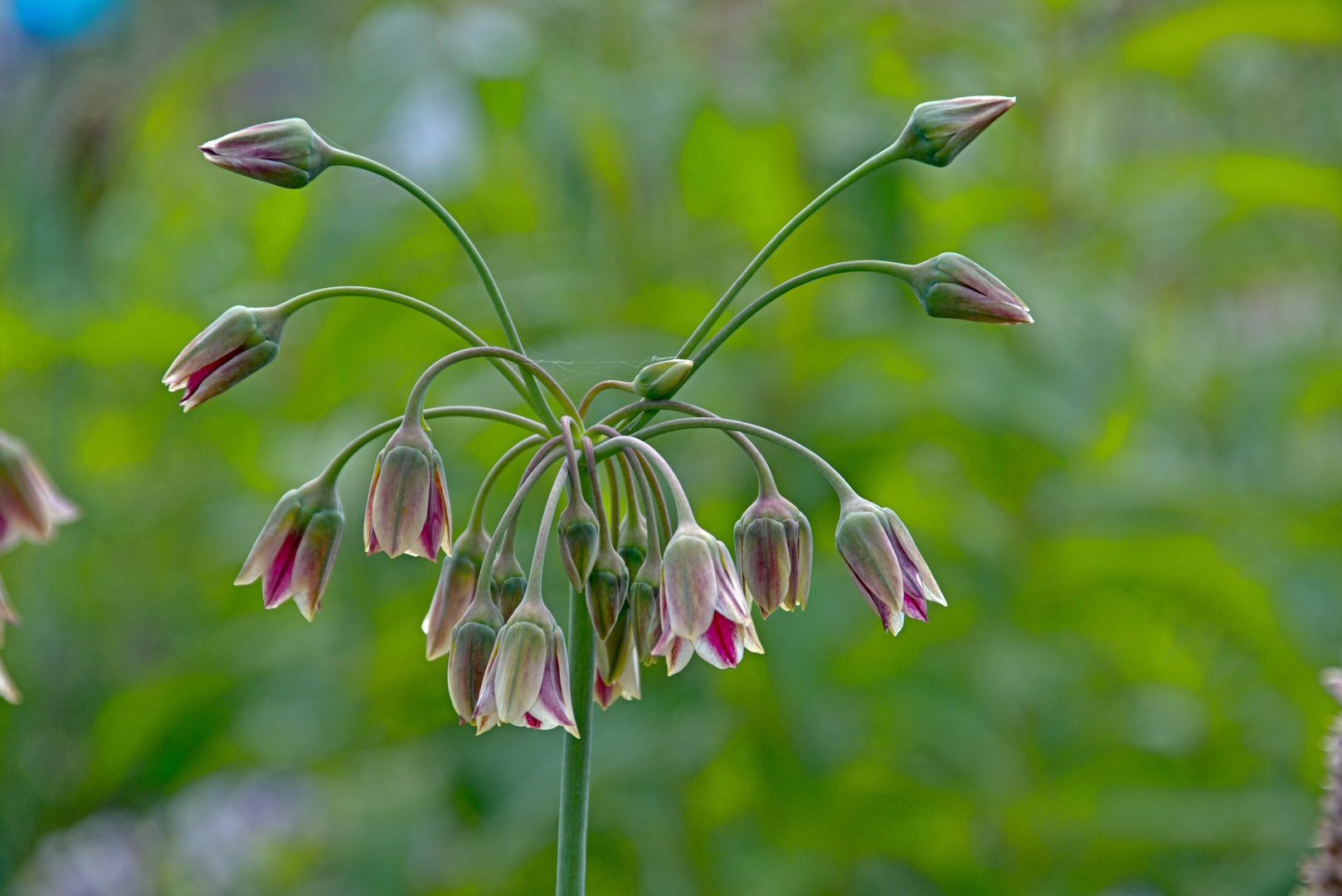 Sizilianischer Honiglauch (Allium siculum )